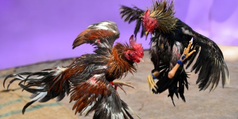 ky an 88 nổ hũ tiếng anh là gì