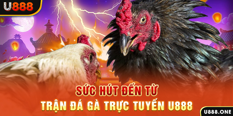 ky an 88 hòn gà chọi