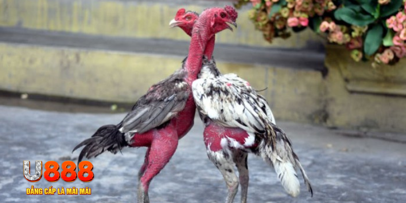 ky an 88 bàn cầu điểm số tay trước trong baccarat là gì