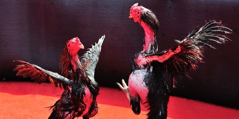 ky an 88 Spribe Điện Tử